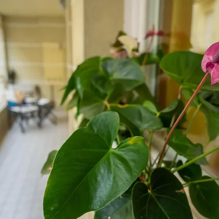 Souvenir 7 Apartment